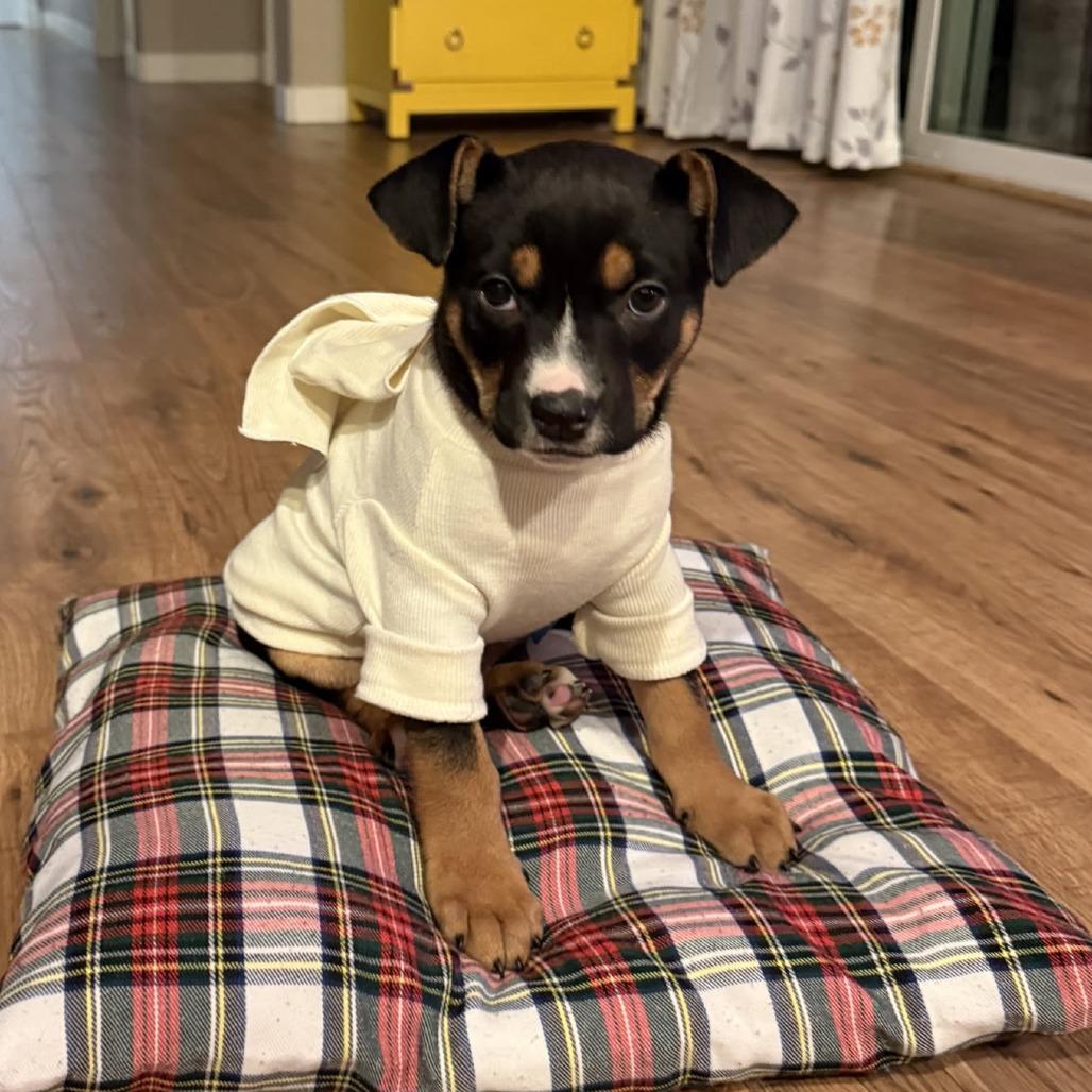 Enlarge Miracle (Palmer Puppy), a Adoptable Mixed Breed in Bend, OR image 4/6