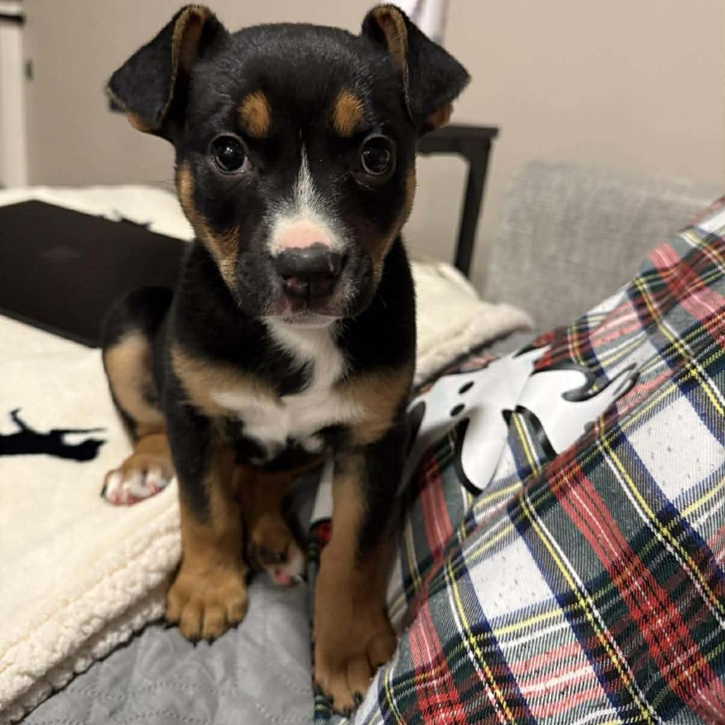 Enlarge Miracle (Palmer Puppy), a Adoptable Mixed Breed in Bend, OR image 5/6