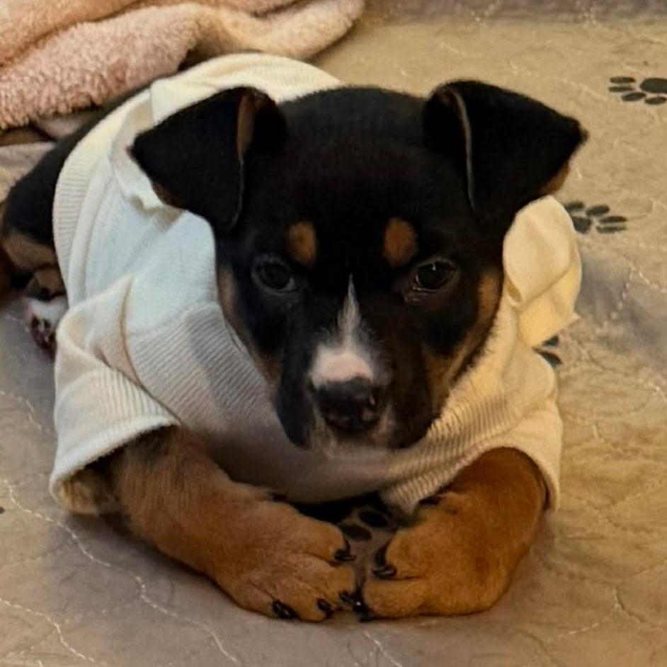 Enlarge Miracle (Palmer Puppy), a Adoptable Mixed Breed in Bend, OR image 6/6