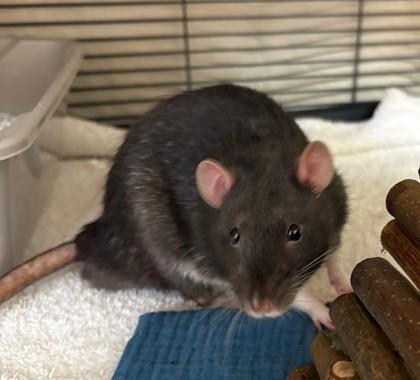 Enlarge Rudy, a ADOPTABLE Rat in Whitby, ON image 1/1