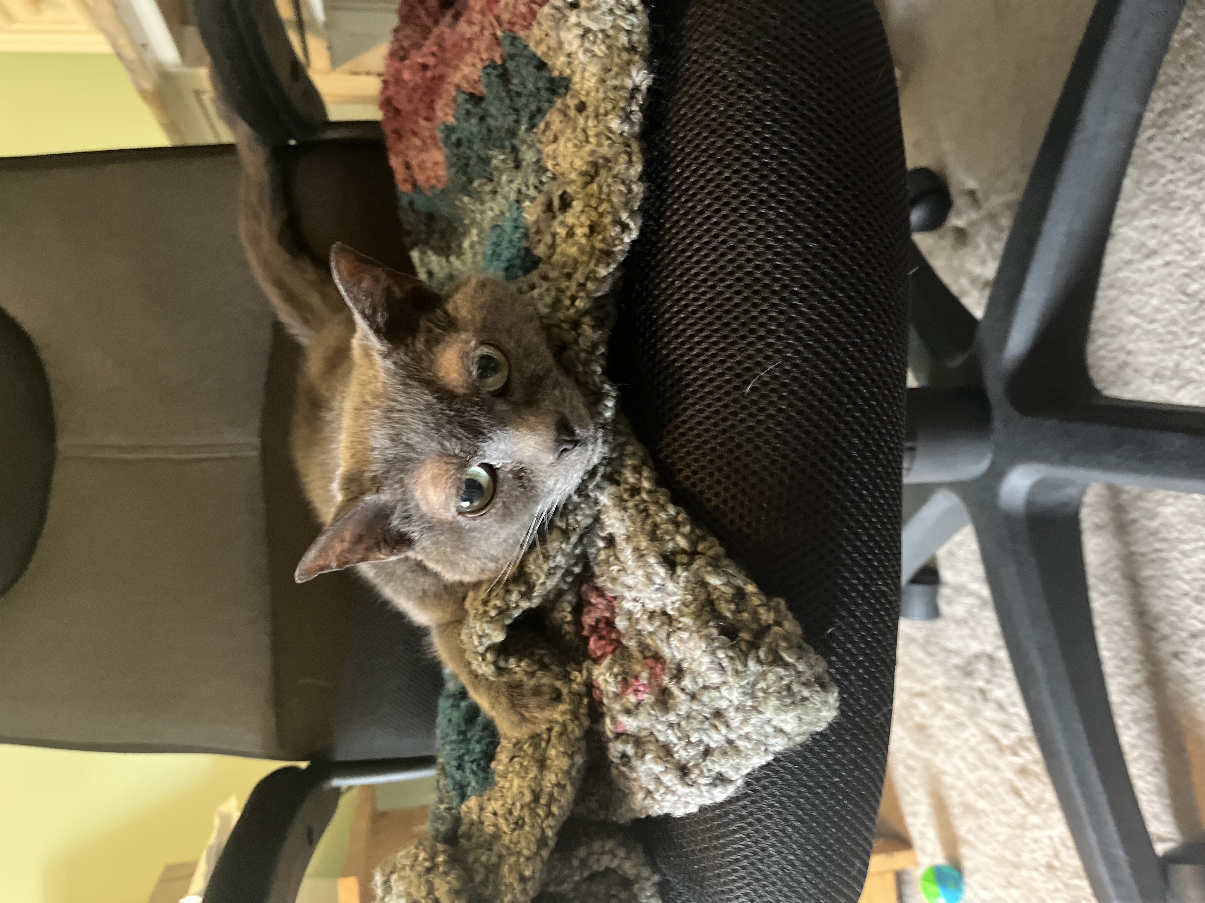 Nala