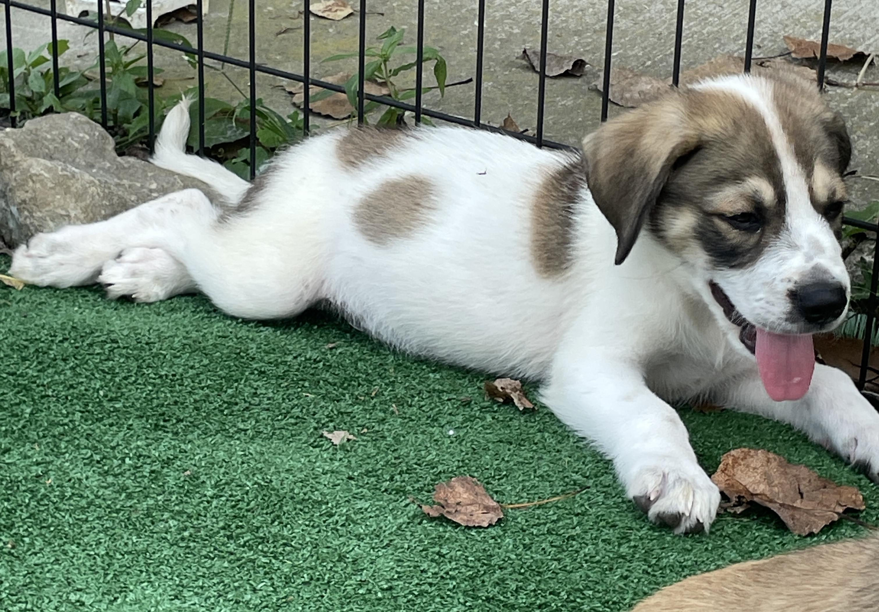 GEORGE, a ADOPTABLE mixed breed in Cincinnati, OH image 3/3