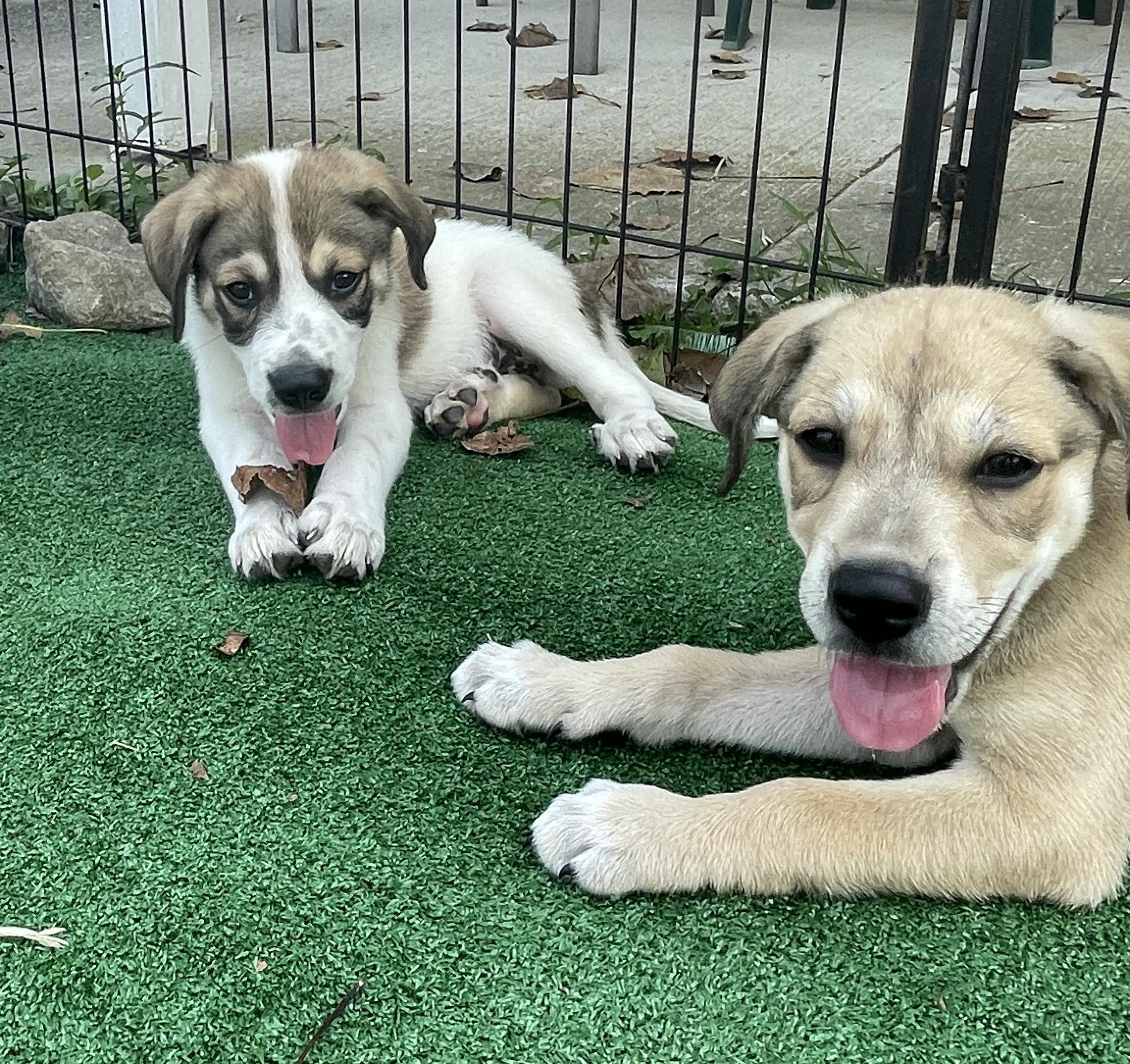 GEORGE, ADOPTABLE, Young Male Great Pyrenees & Mixed Breed.