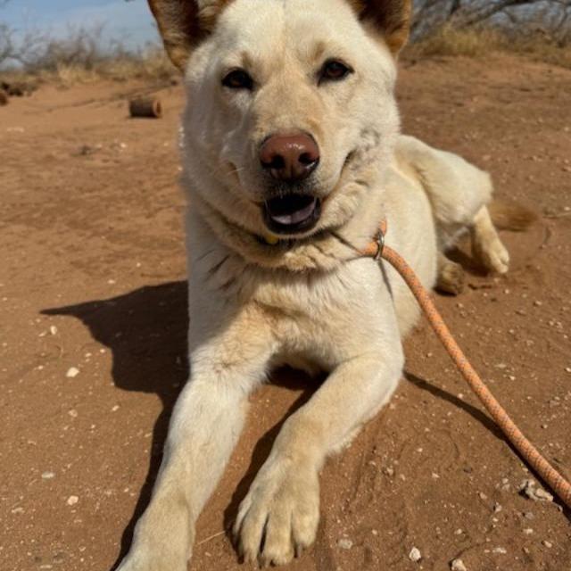 Enlarge Edison, a Adoptable mixed breed in Midland, TX image 1/1