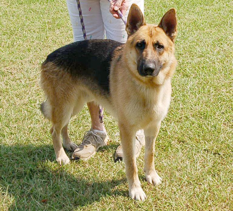 Enlarge MAX AD 08-29-26, a Adopted German Shepherd Dog in Preston, CT image 3/6