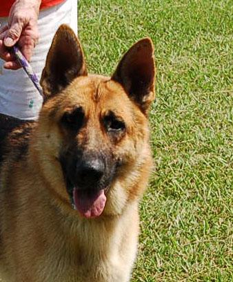 MAX AD 08-29-26, Adoptable, Young Male German Shepherd Dog.