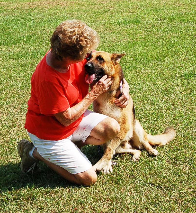Enlarge MAX AD 08-29-26, a Adopted German Shepherd Dog in Preston, CT image 5/6