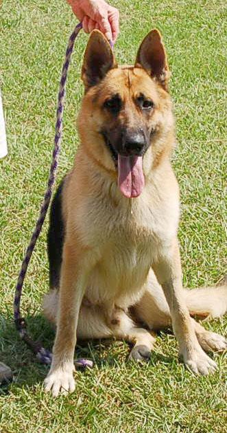 Enlarge MAX AD 08-29-26, a Adopted German Shepherd Dog in Preston, CT image 2/6
