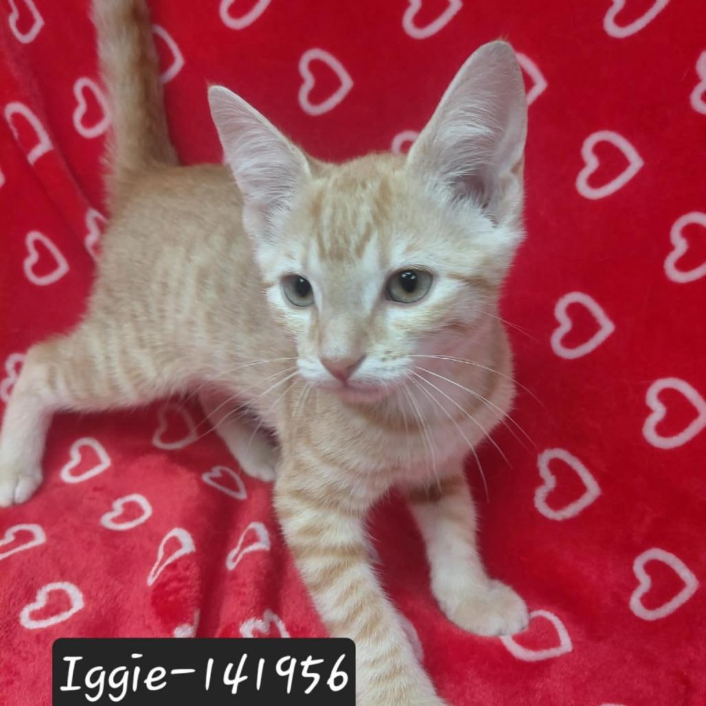 Iggie, Adoptable, Kitten Male Domestic Short Hair.