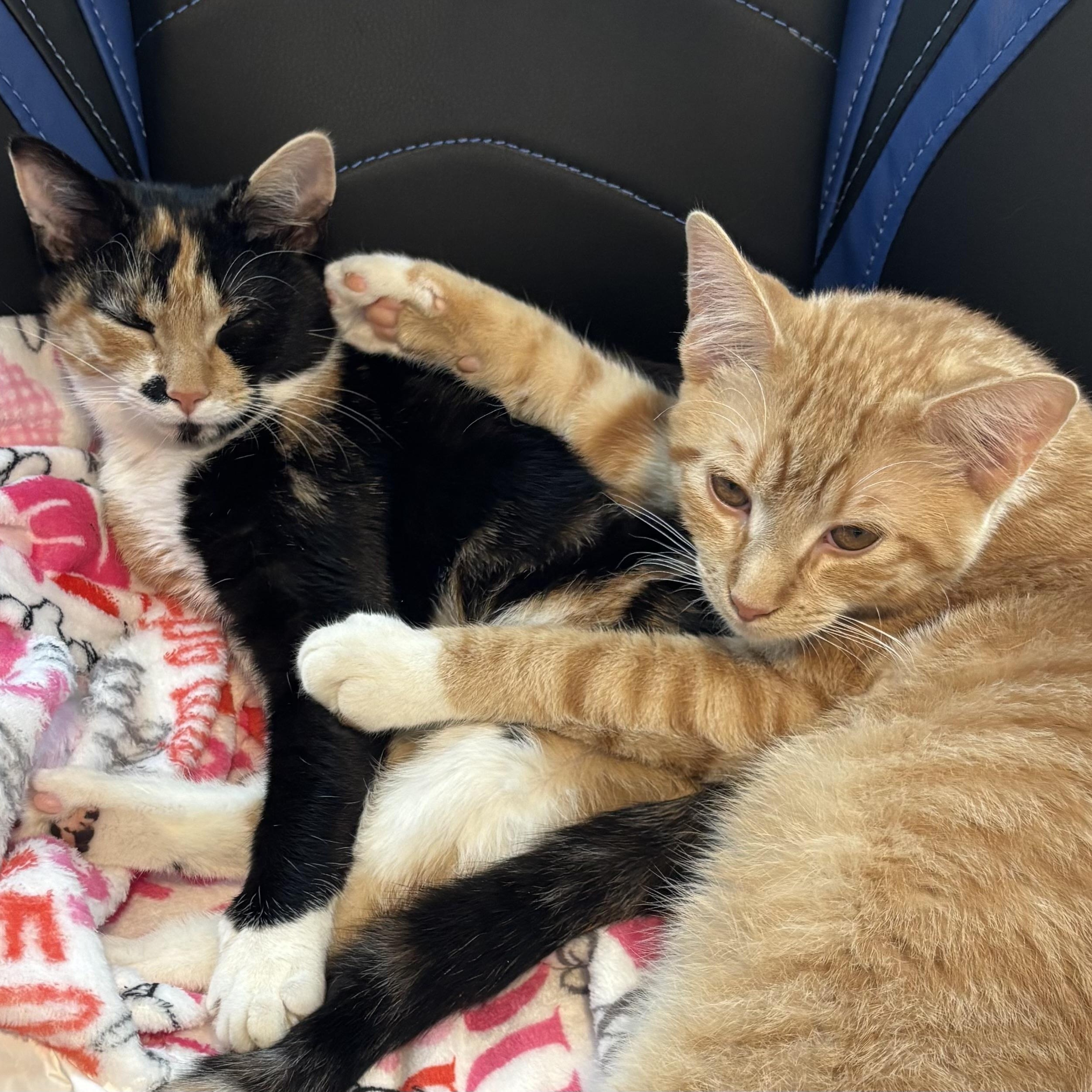 Enlarge Poppy & Milo (Bonded Pair), a ADOPTABLE Domestic Short Hair in Sewell, NJ image 5/6