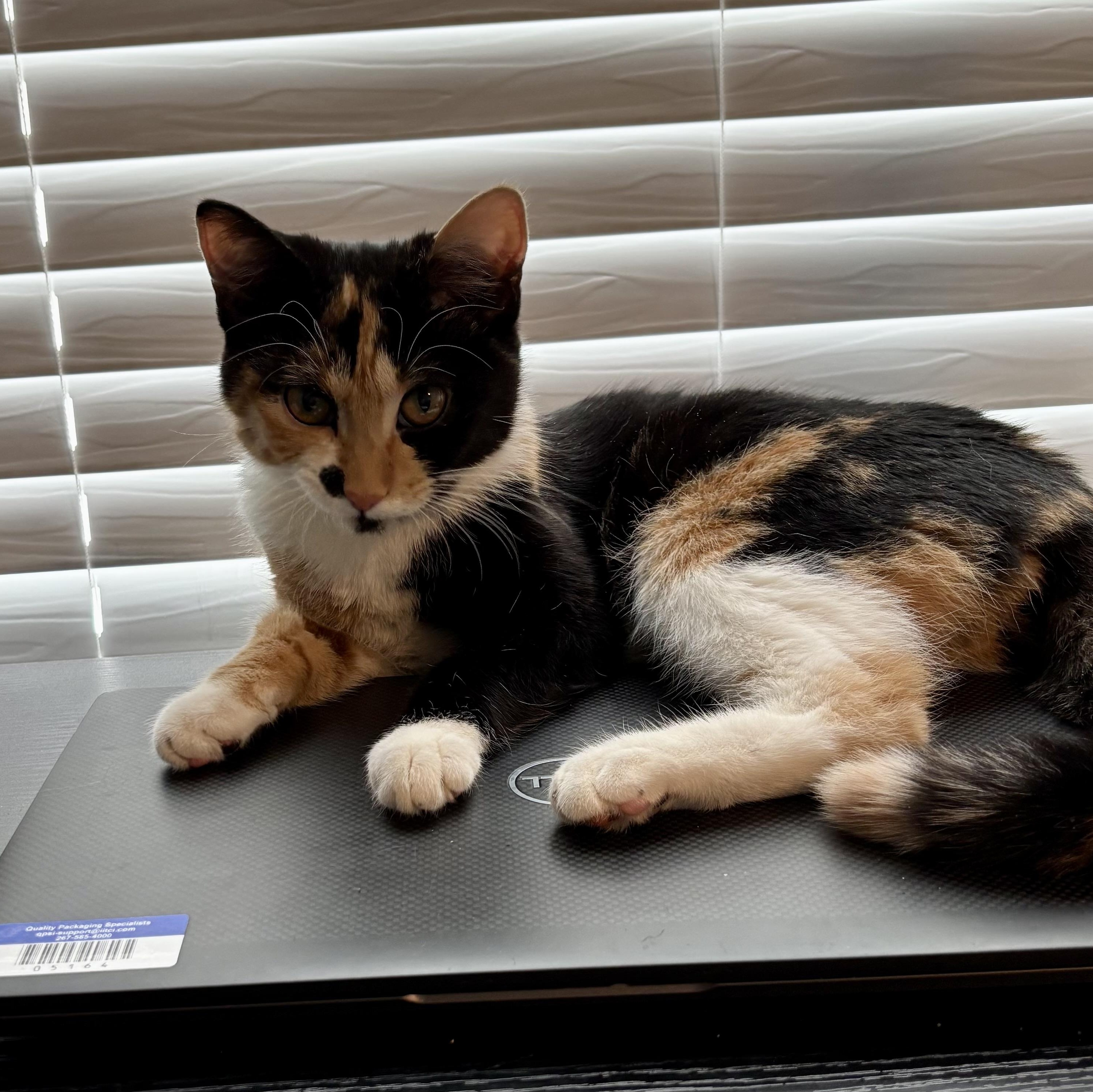 Enlarge Poppy & Milo (Bonded Pair), a ADOPTABLE Domestic Short Hair in Sewell, NJ image 3/6