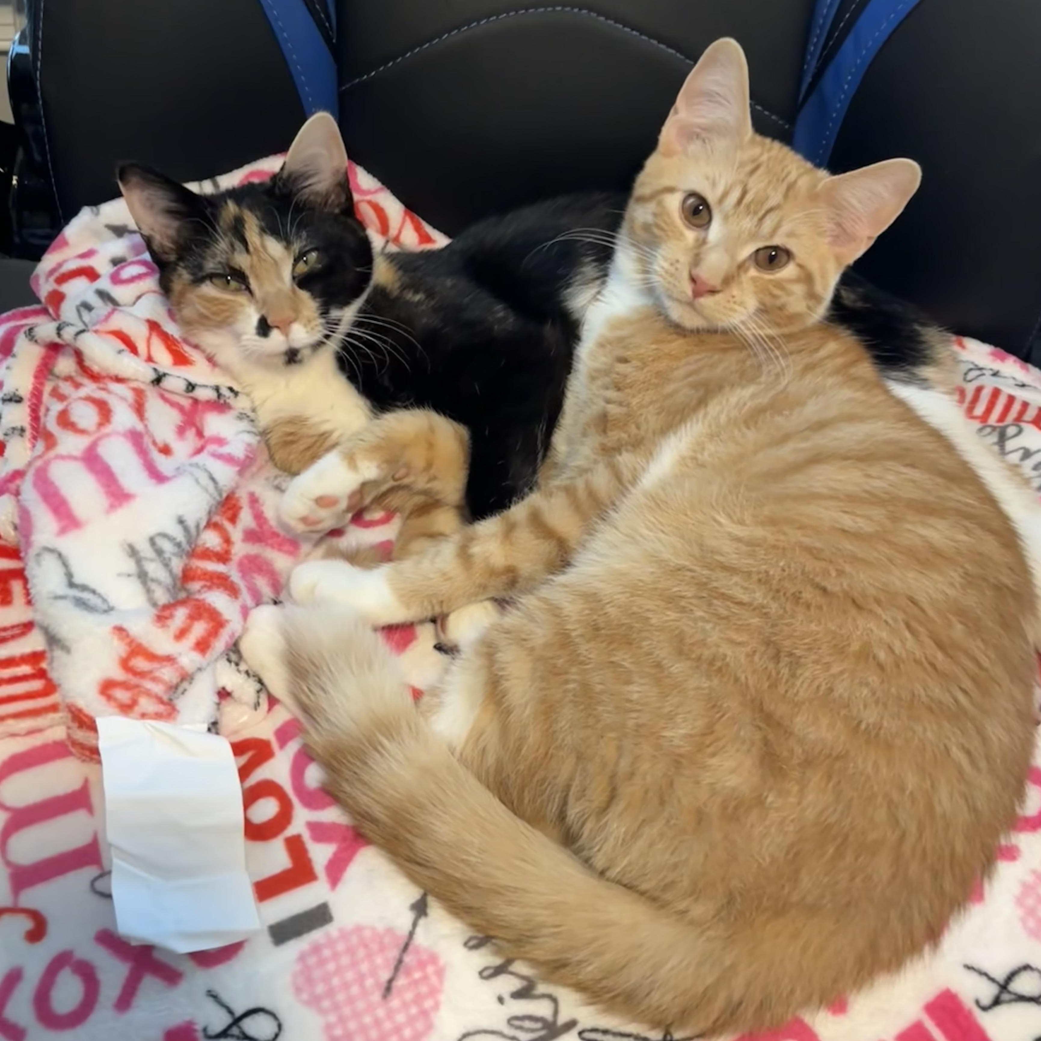 Poppy & Milo (Bonded Pair), ADOPTABLE, Kitten Male Domestic Short Hair.
