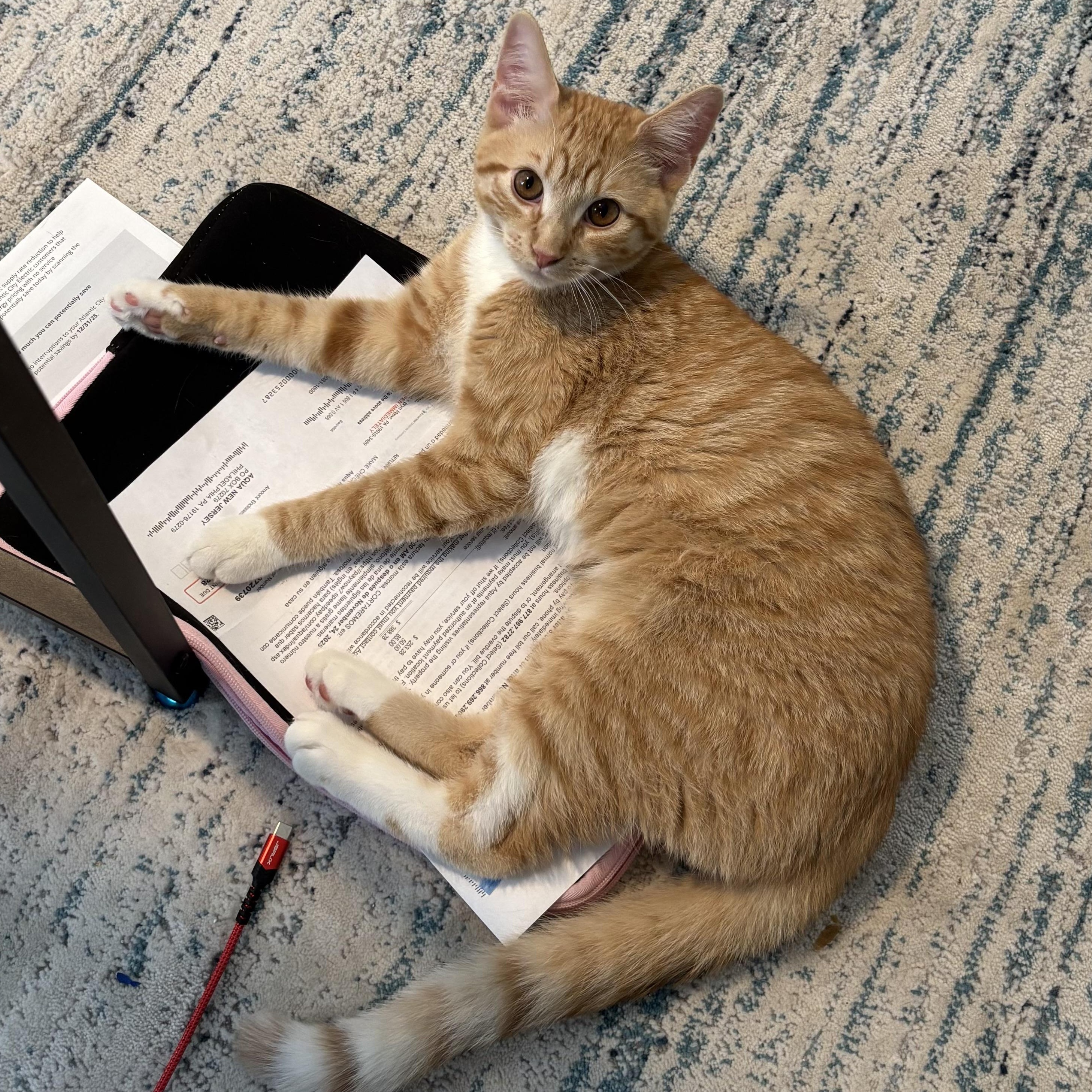 Enlarge Poppy & Milo (Bonded Pair), a ADOPTABLE Domestic Short Hair in Sewell, NJ image 4/6