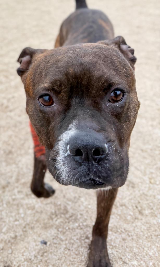 Enlarge Blue, a Adoptable Boxer in Muskegon, MI image 1/3