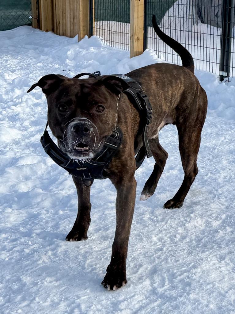 Enlarge Blue, a Adoptable Boxer in Muskegon, MI image 1/2