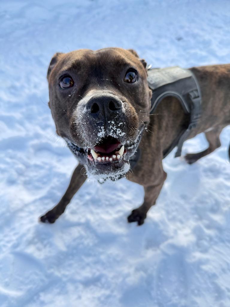 Enlarge Blue, a Adoptable Boxer in Muskegon, MI image 2/2