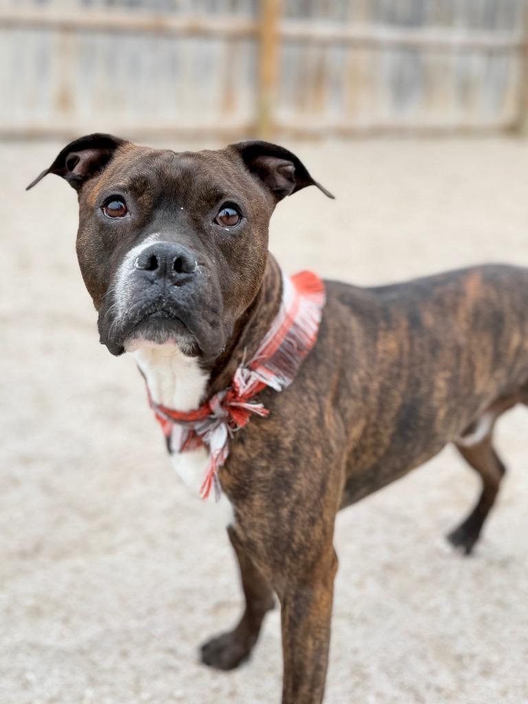 Enlarge Blue, a Adoptable Boxer in Muskegon, MI image 2/3