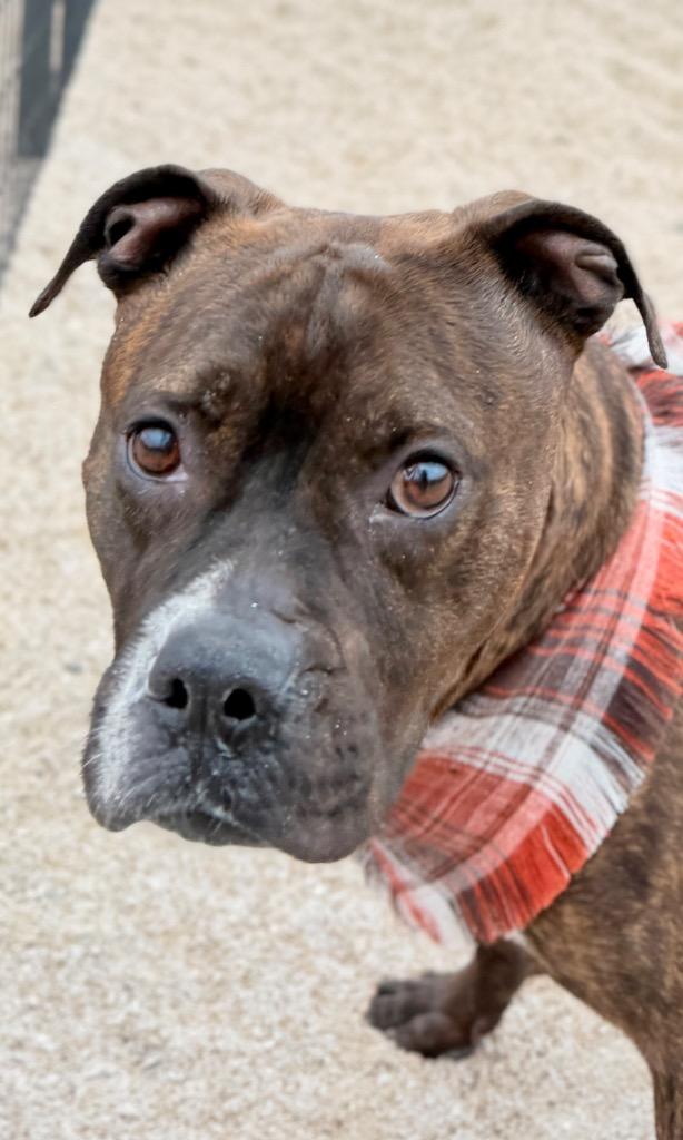 Enlarge Blue, a Adoptable Boxer in Muskegon, MI image 3/3