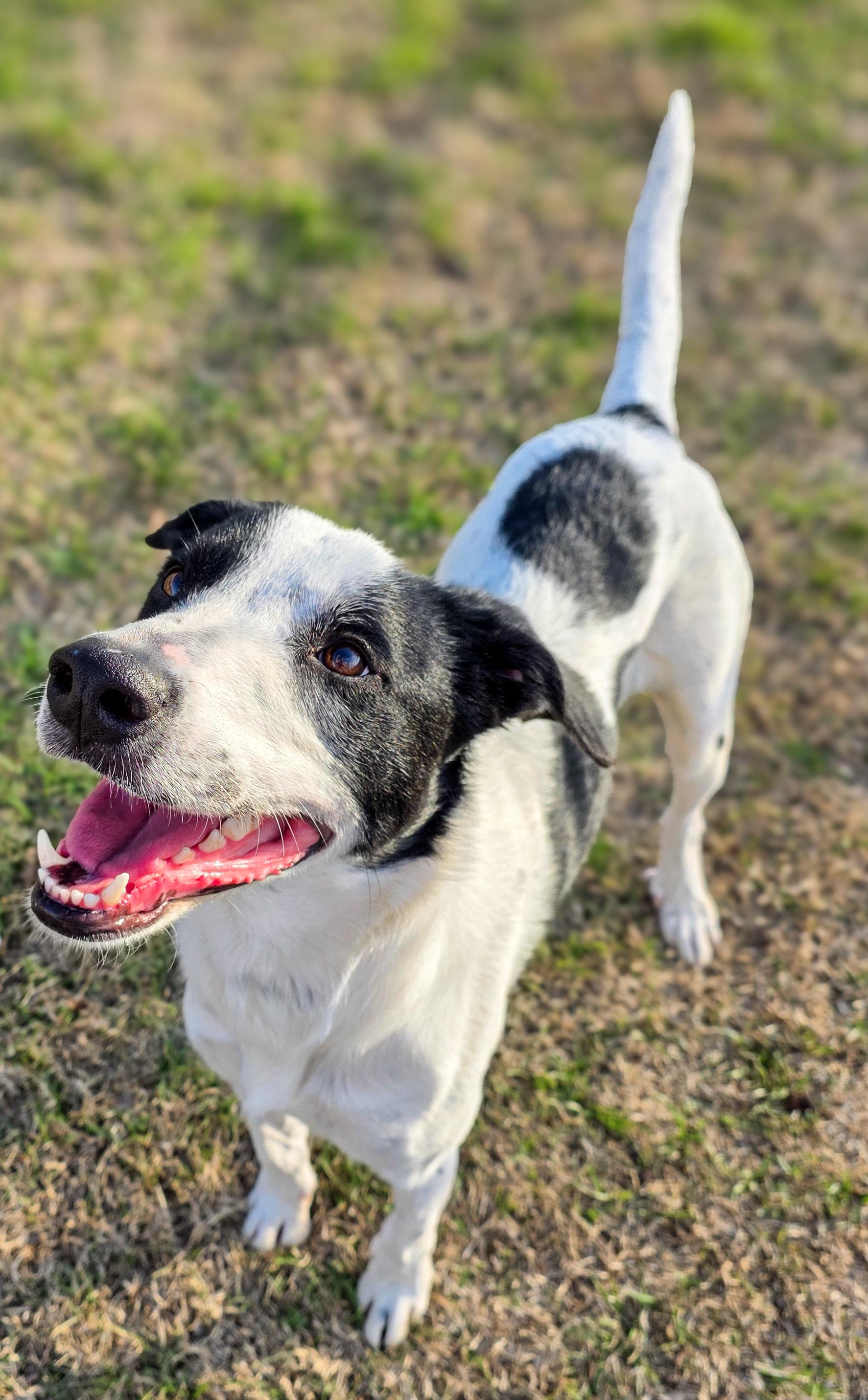 Enlarge Clarissa, a Adoptable mixed breed in Ankeny, IA image 5/6