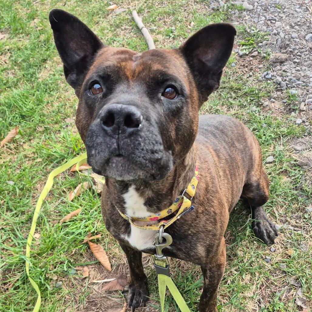Queen, a Adoptable Mixed Breed in Glenfield, NY image 1/6