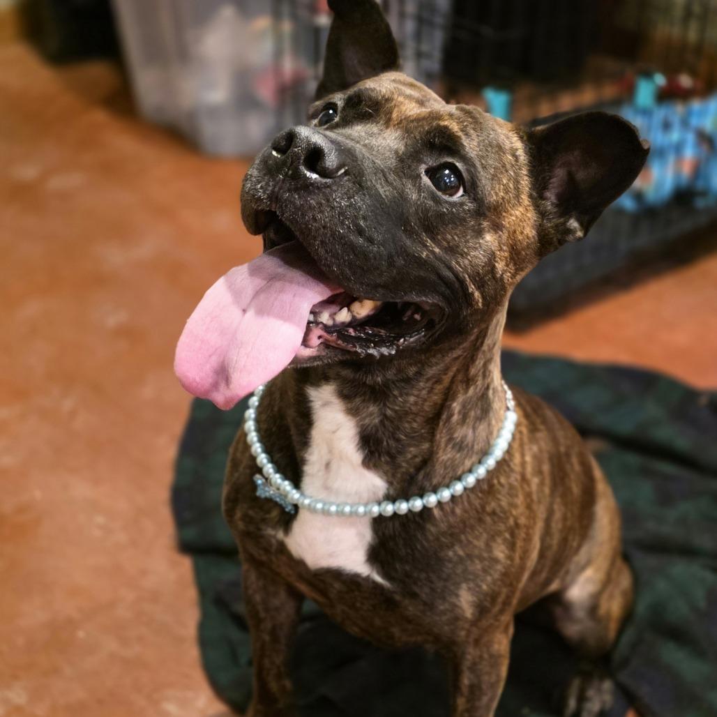 Queen, a Adoptable Mixed Breed in Glenfield, NY image 2/6