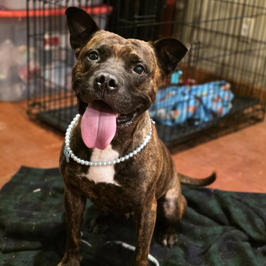 Queen, a Adoptable Mixed Breed in Glenfield, NY image 3/6