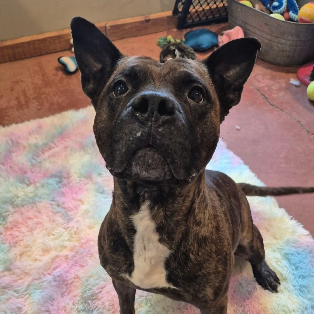 Queen, a Adoptable Mixed Breed in Glenfield, NY image 4/6