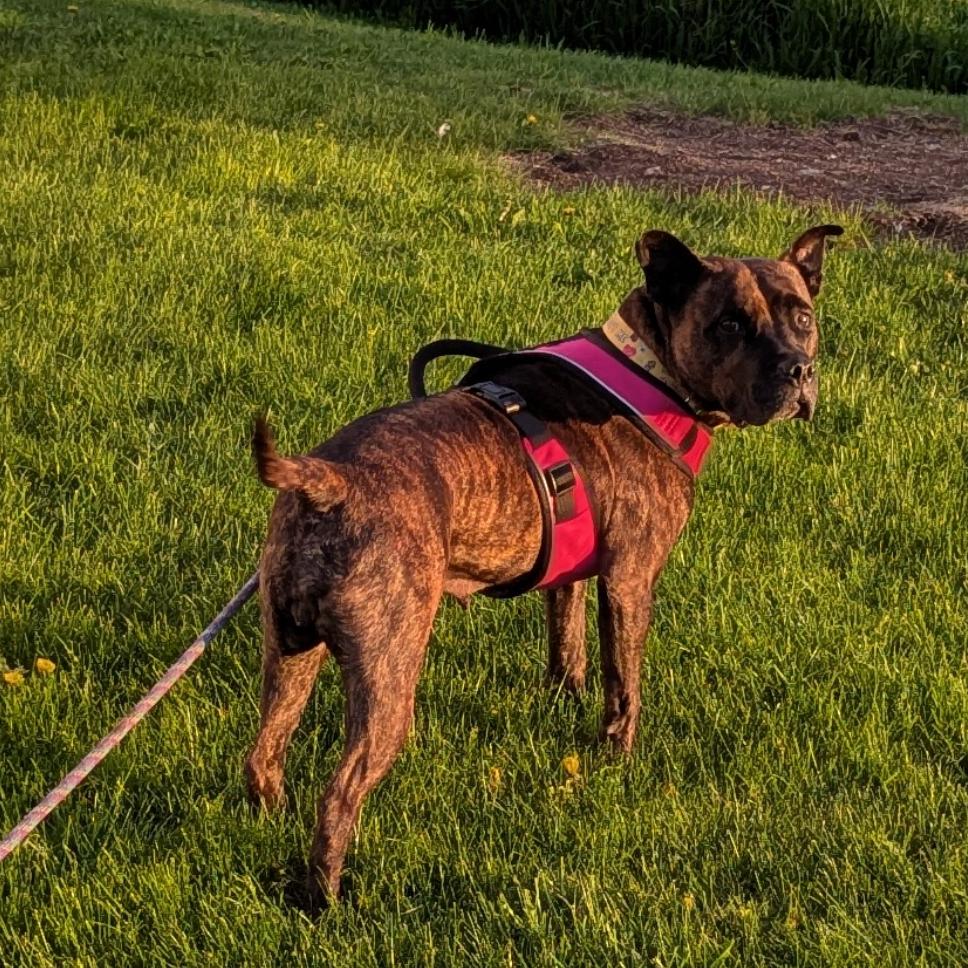 Queen, a Adoptable Mixed Breed in Glenfield, NY image 5/6