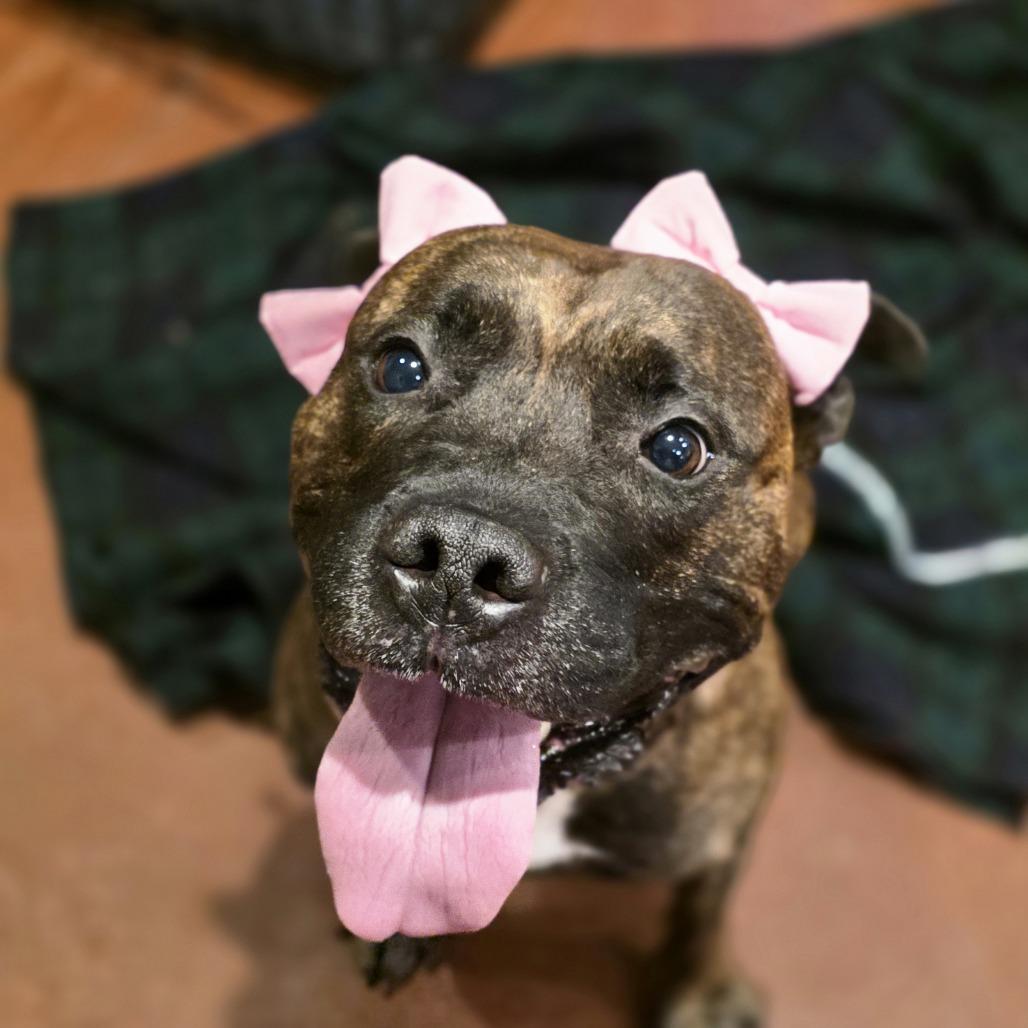 Queen, a Adoptable Mixed Breed in Glenfield, NY image 6/6