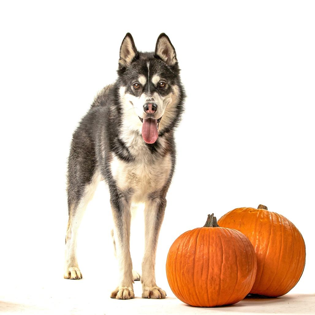 Ghost, Adoptable, Senior Male Husky & Alaskan Malamute.
