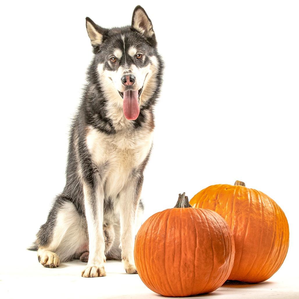 Ghost, a Adoptable mixed breed in Reno, NV image 2/6