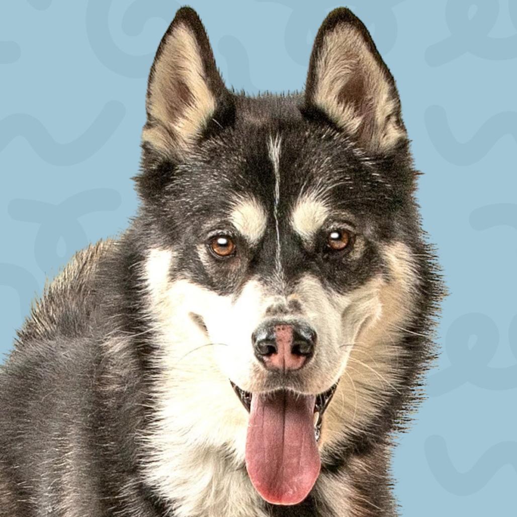 Ghost, a Adoptable mixed breed in Reno, NV image 3/6