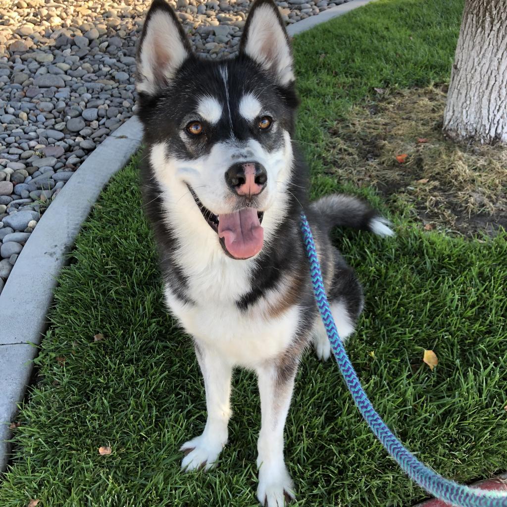 Ghost, a Adoptable mixed breed in Reno, NV image 4/6