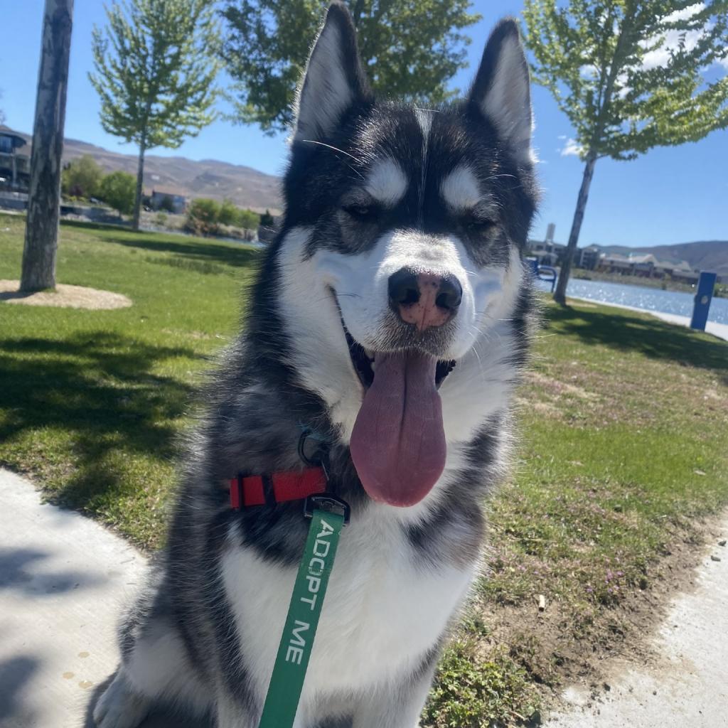 Ghost, a Adoptable mixed breed in Reno, NV image 5/6