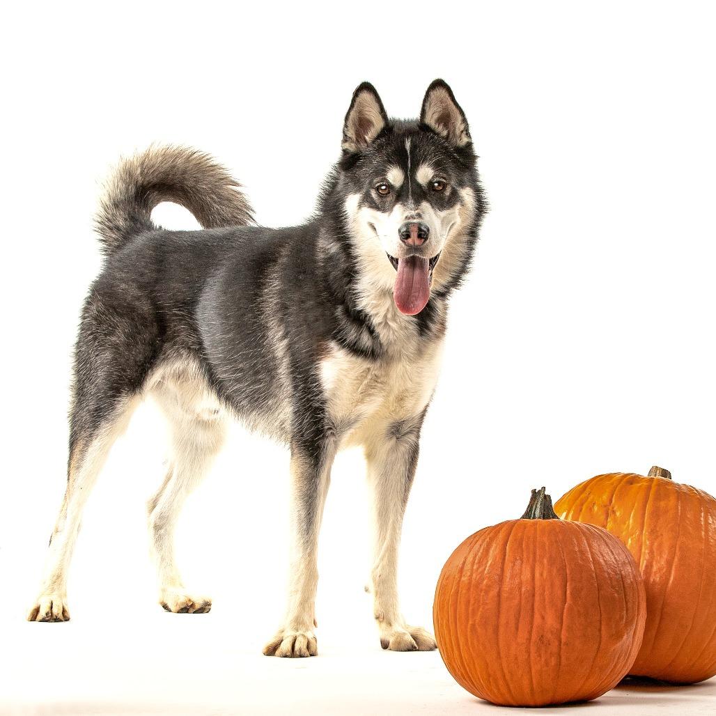 Ghost, a Adoptable mixed breed in Reno, NV image 6/6