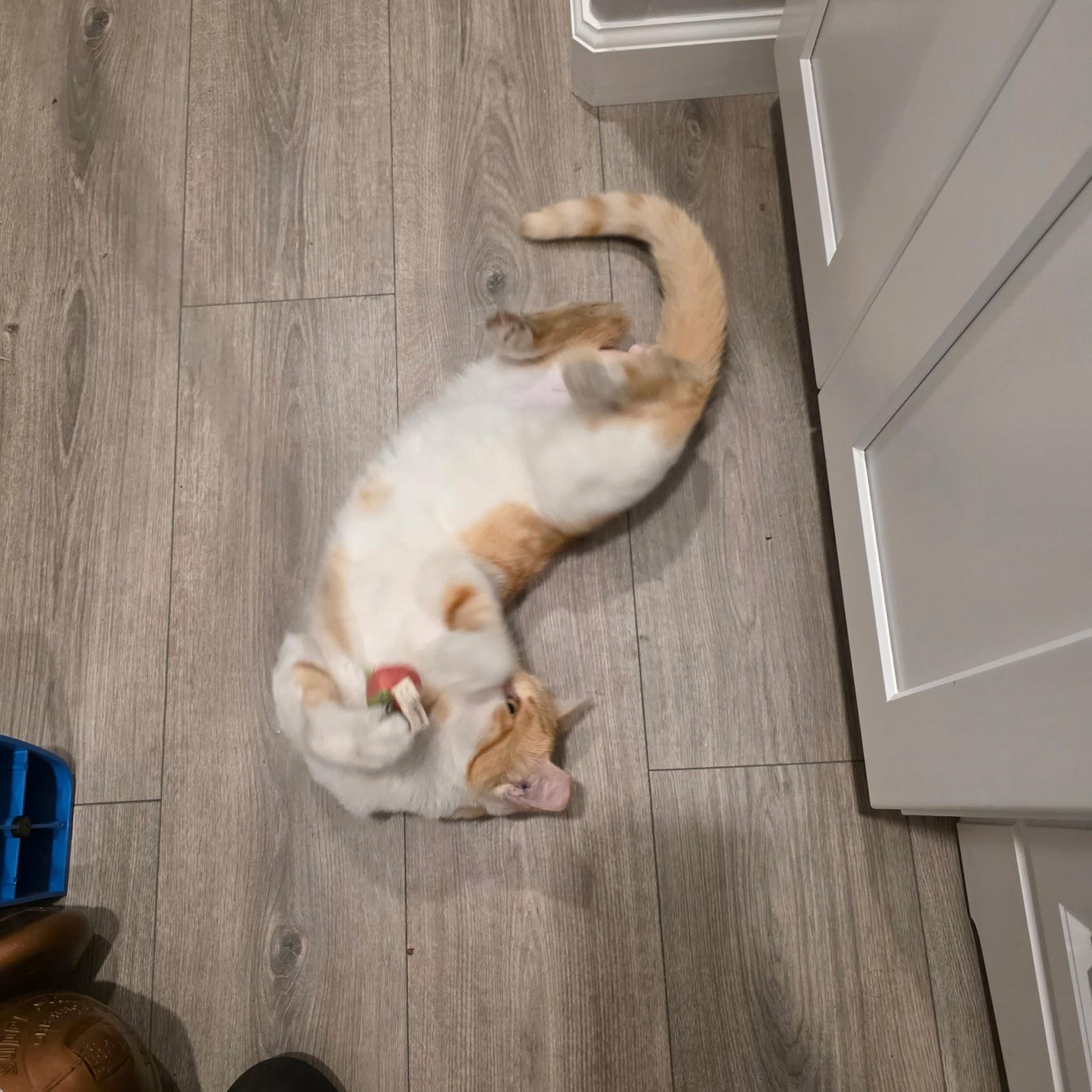 Chester, a Adoptable Tabby in San Francisco, CA image 2/6