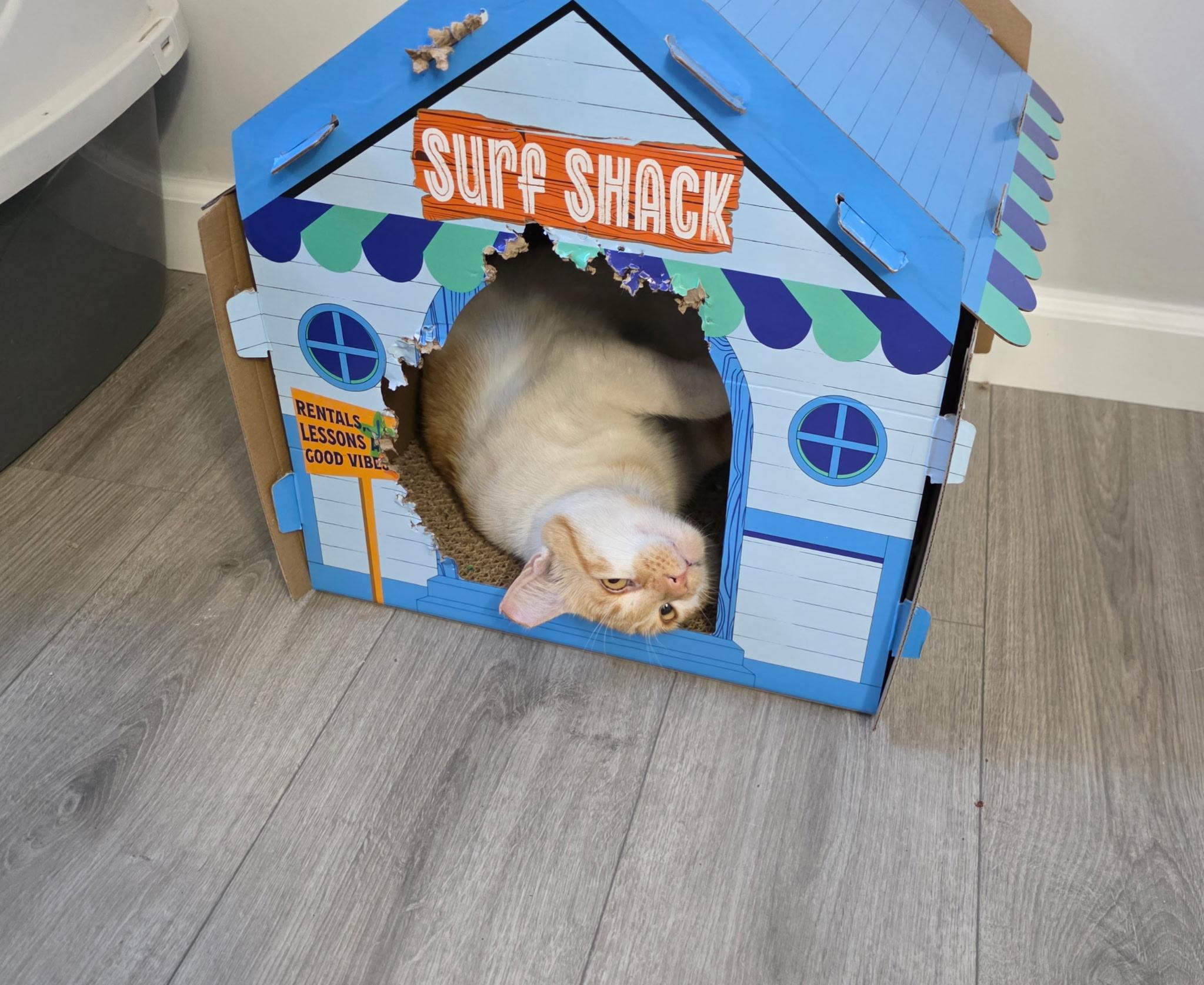 Chester, a Adoptable Tabby in San Francisco, CA image 3/6