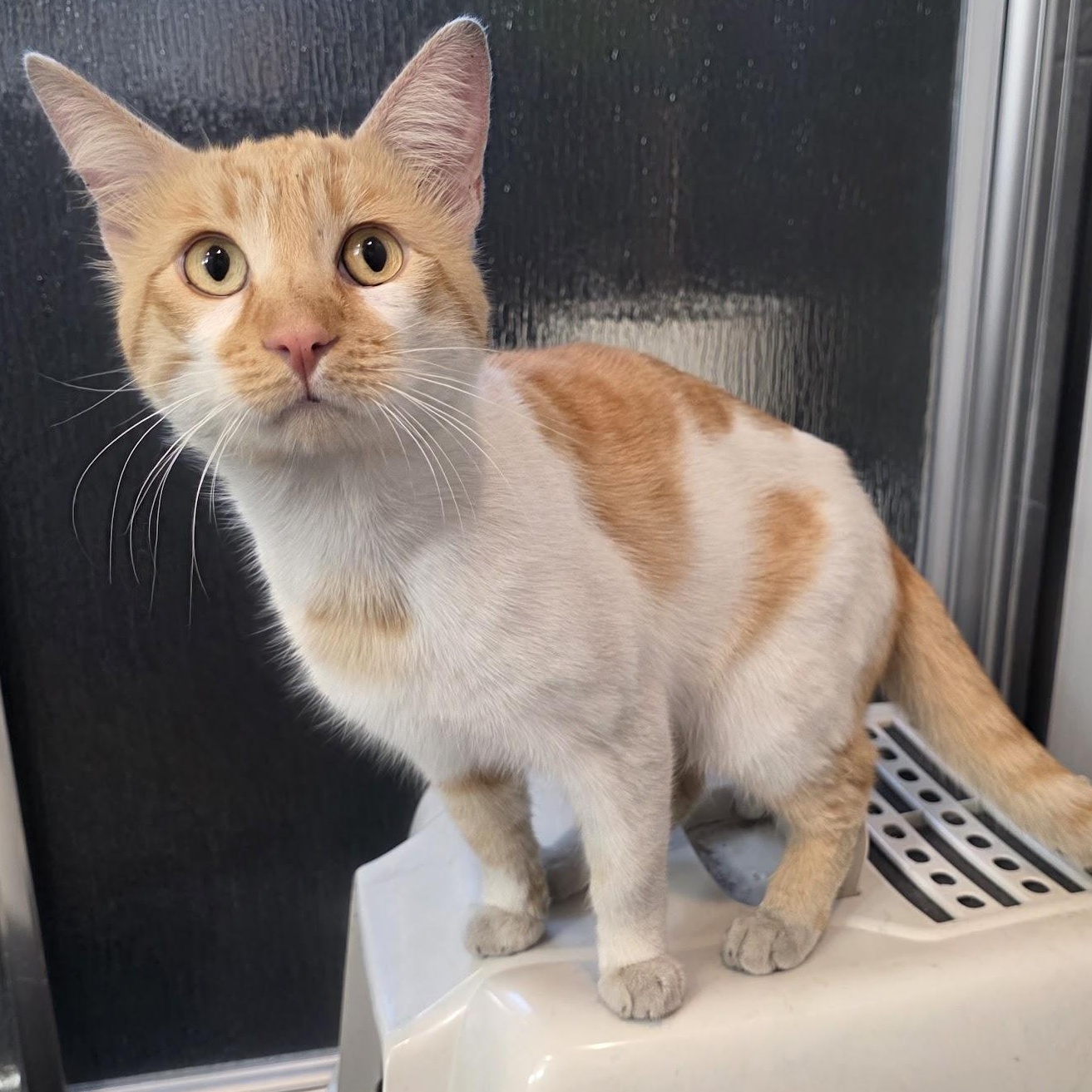 Chester, a Adoptable Tabby in San Francisco, CA image 4/6