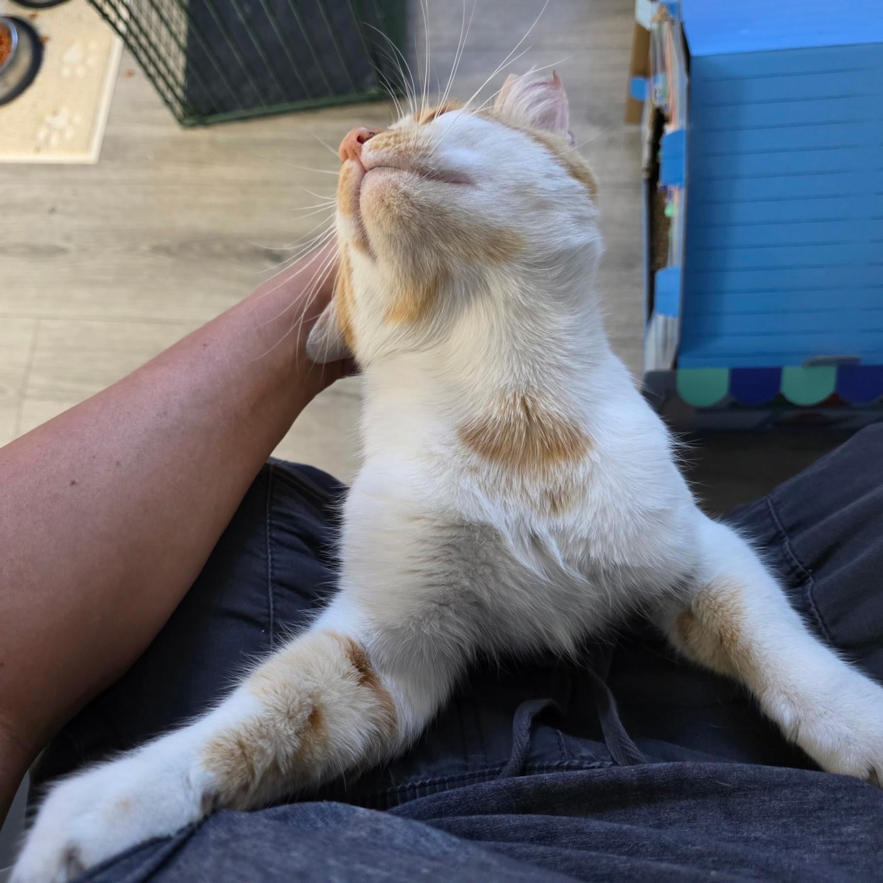 Chester, a Adoptable Tabby in San Francisco, CA image 5/6