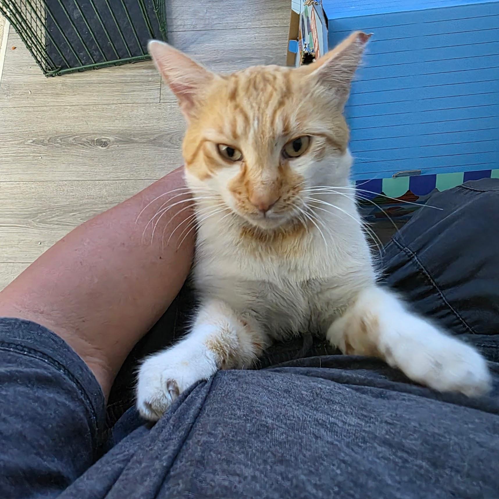 Chester, Adoptable, Adult Male Tabby.