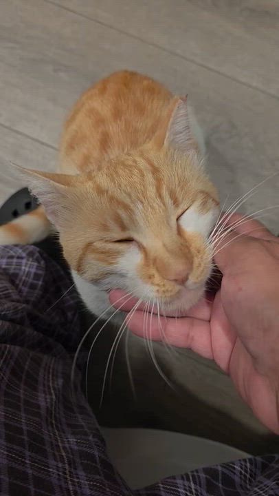 Enlarge Chester, a Adoptable Tabby in San Francisco, CA video 6/6