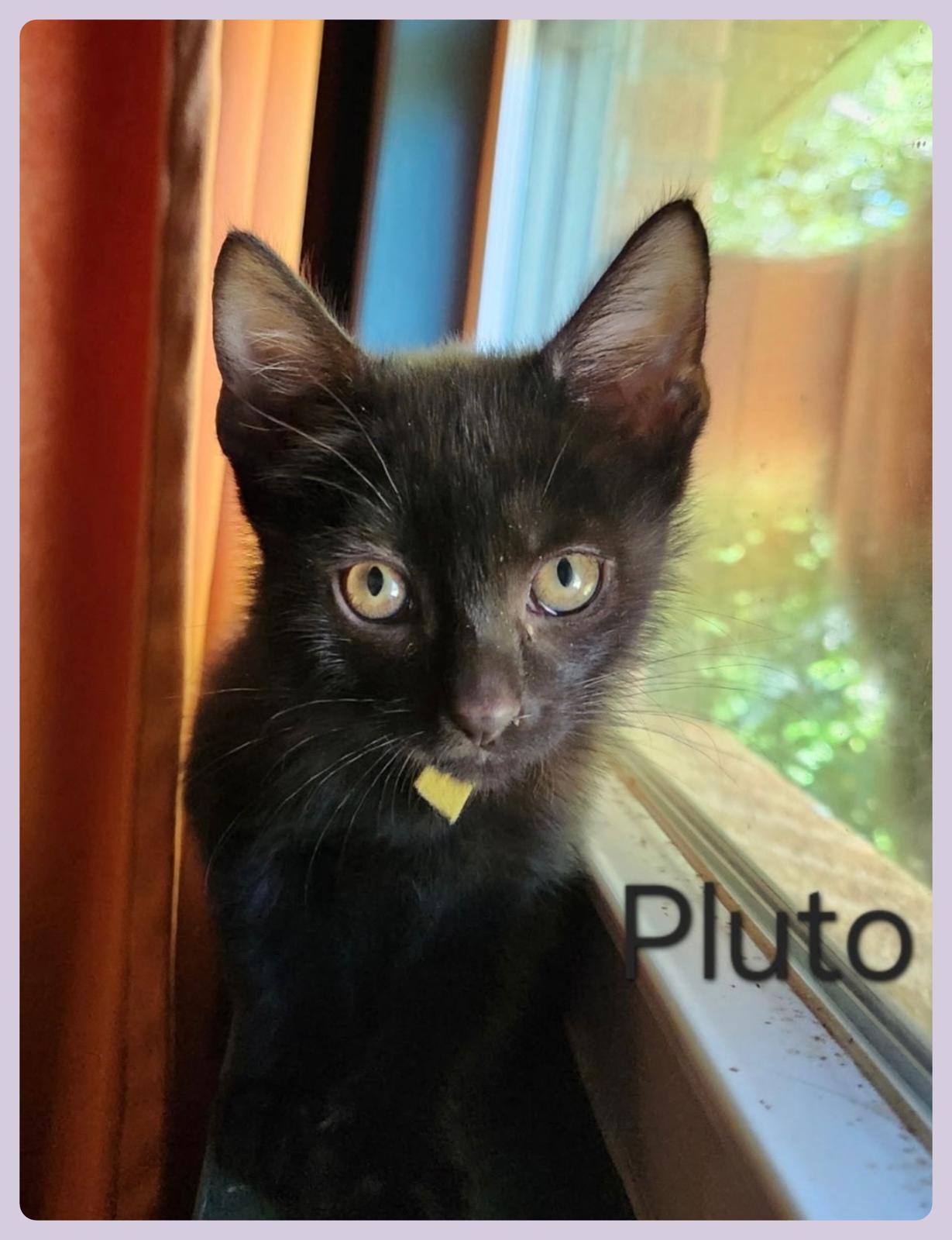 PLUTO, ADOPTABLE, Kitten Male Tabby.