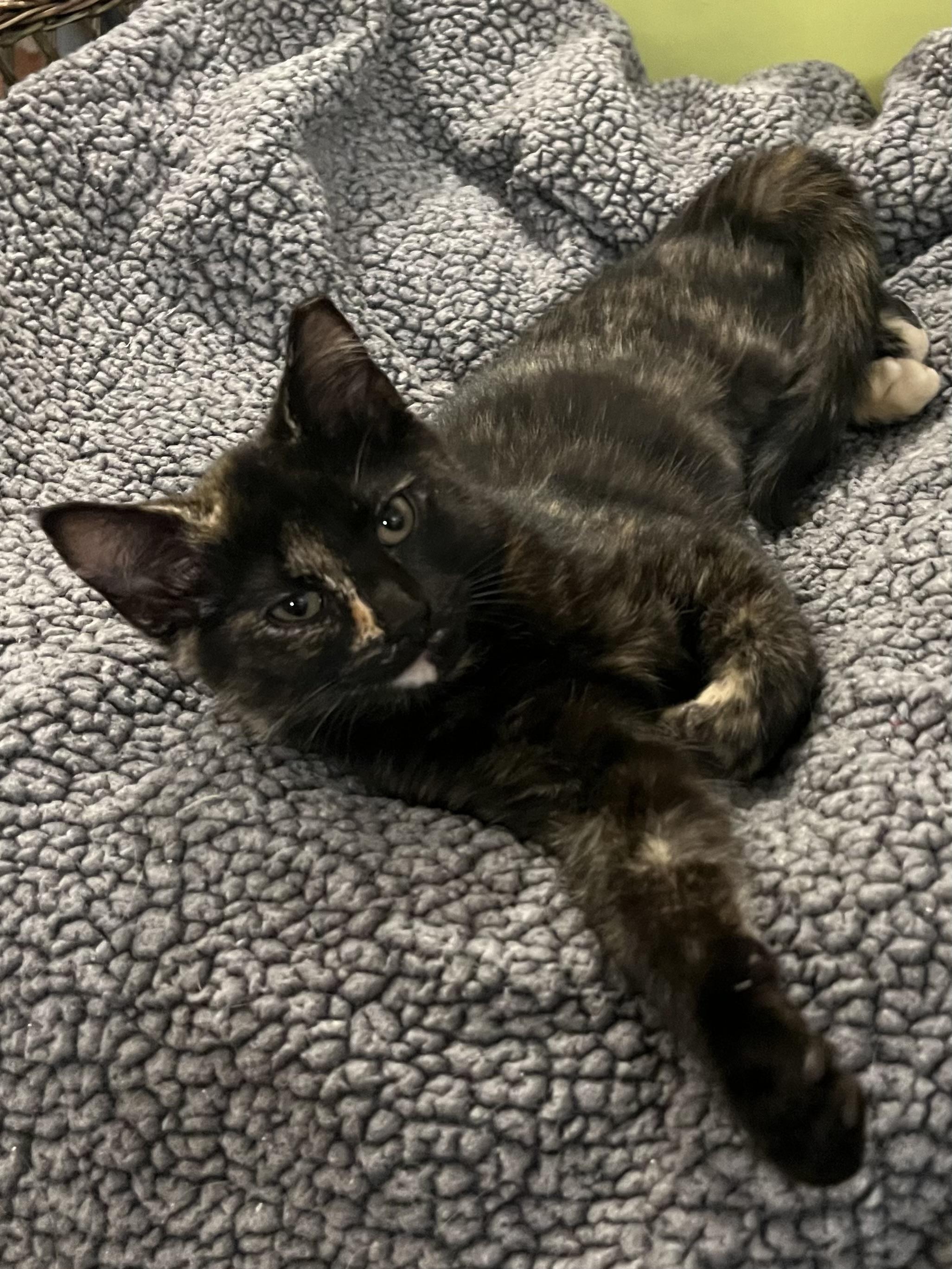 Enlarge Gizmo , an adopted Tortoiseshell in Independence, OH image 2/6