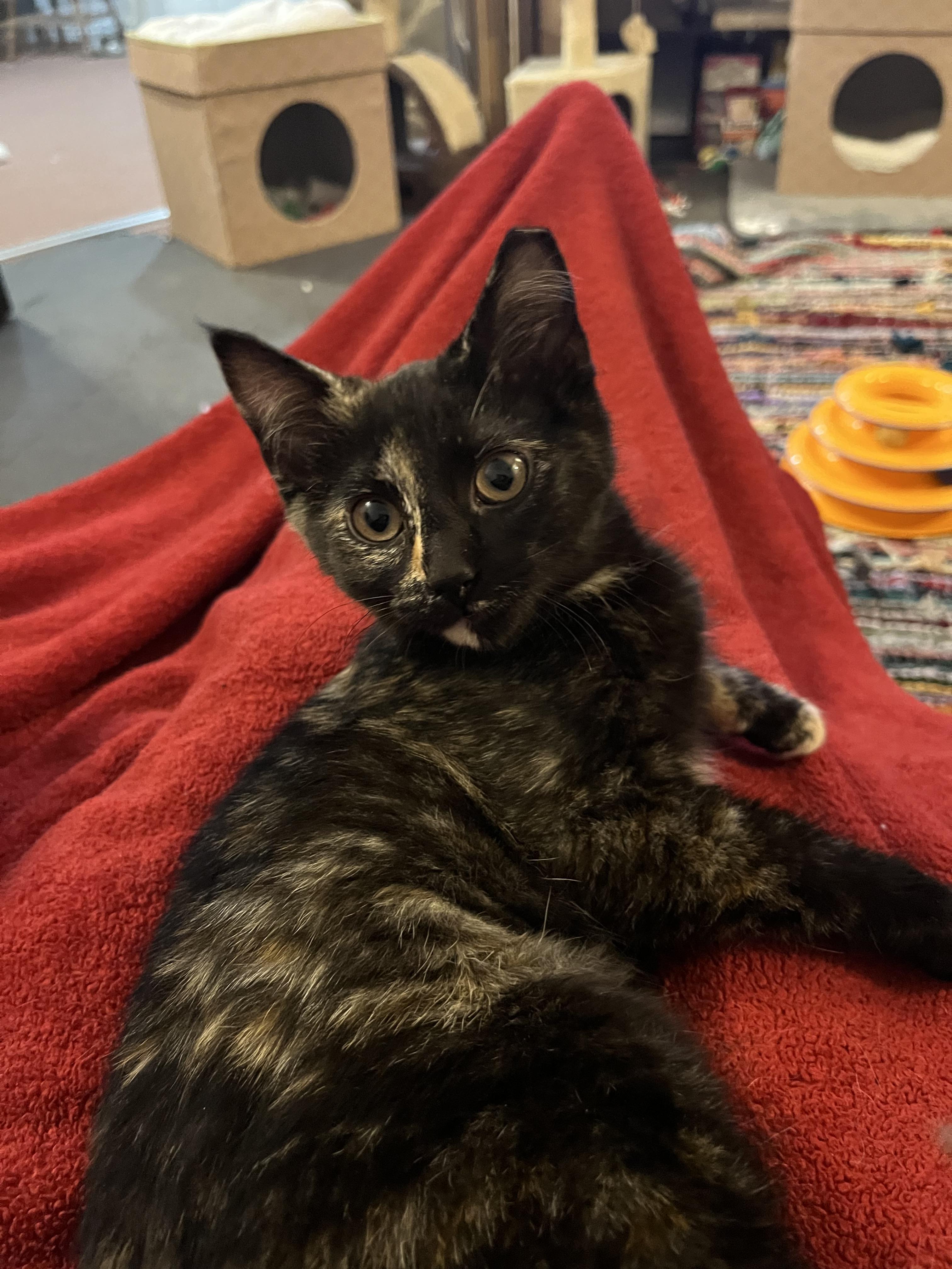 Enlarge Gizmo , an adopted Tortoiseshell in Independence, OH image 4/6