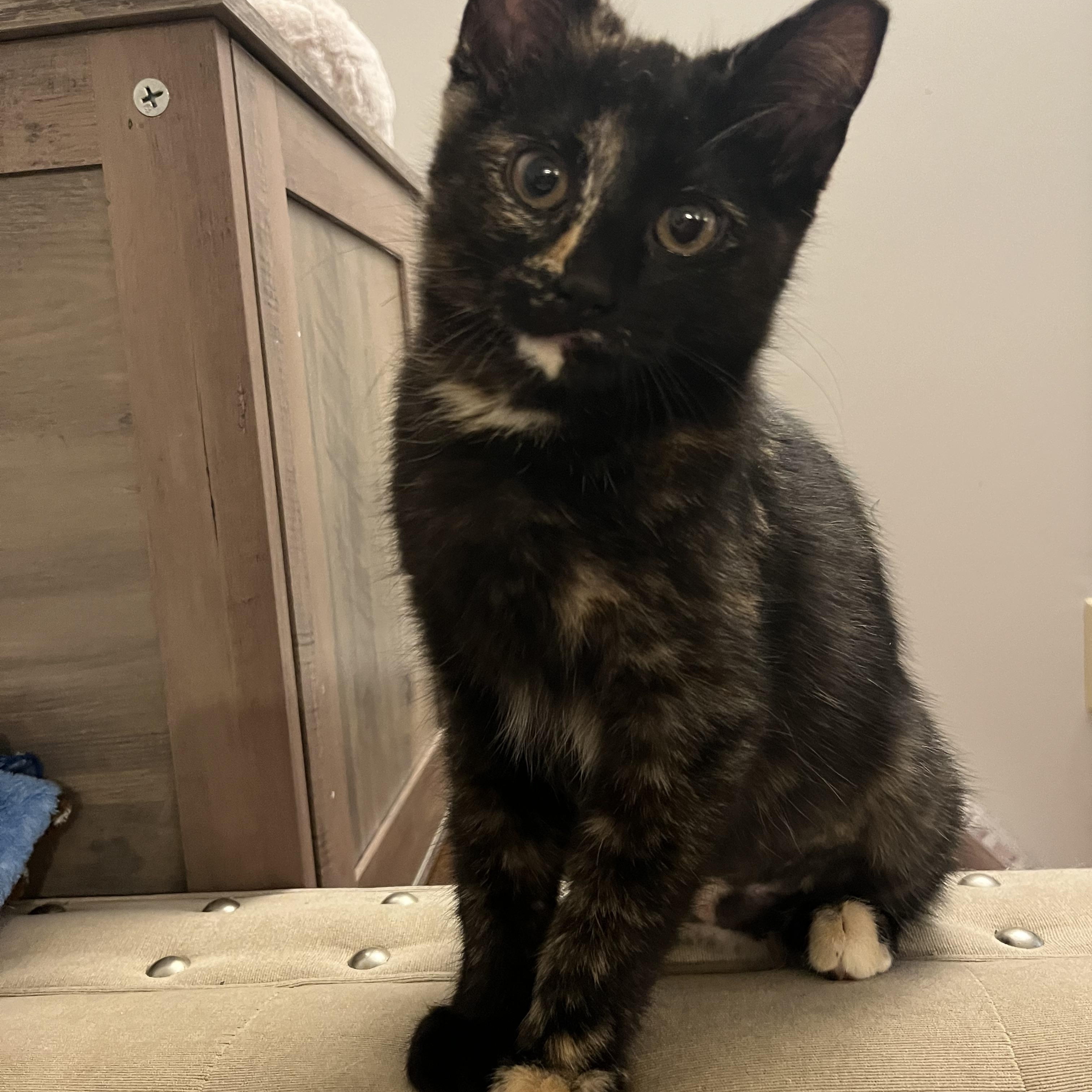 Gizmo , adopted, Kitten Female Tortoiseshell.