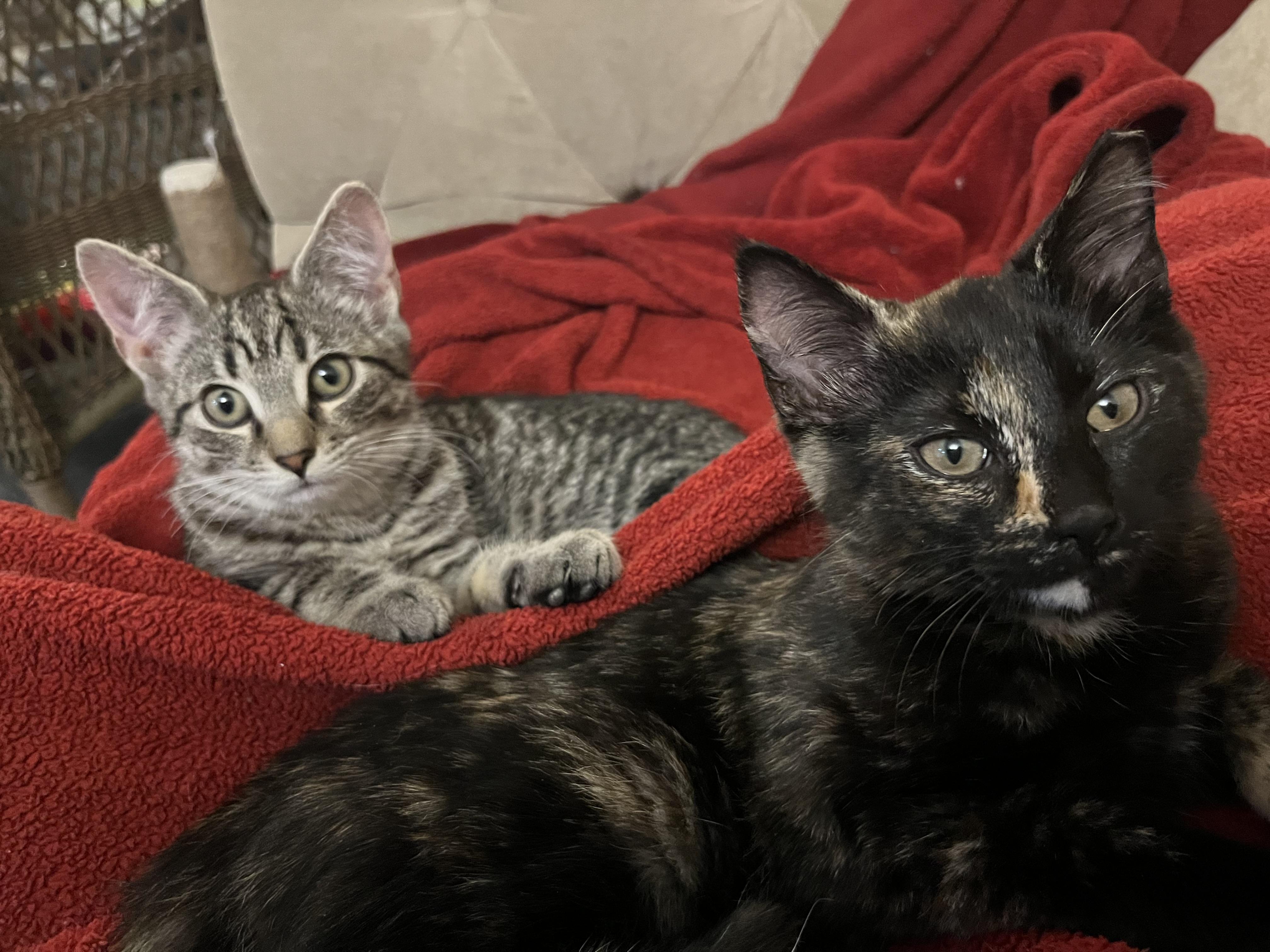 Enlarge Gizmo , an adopted Tortoiseshell in Independence, OH image 3/6