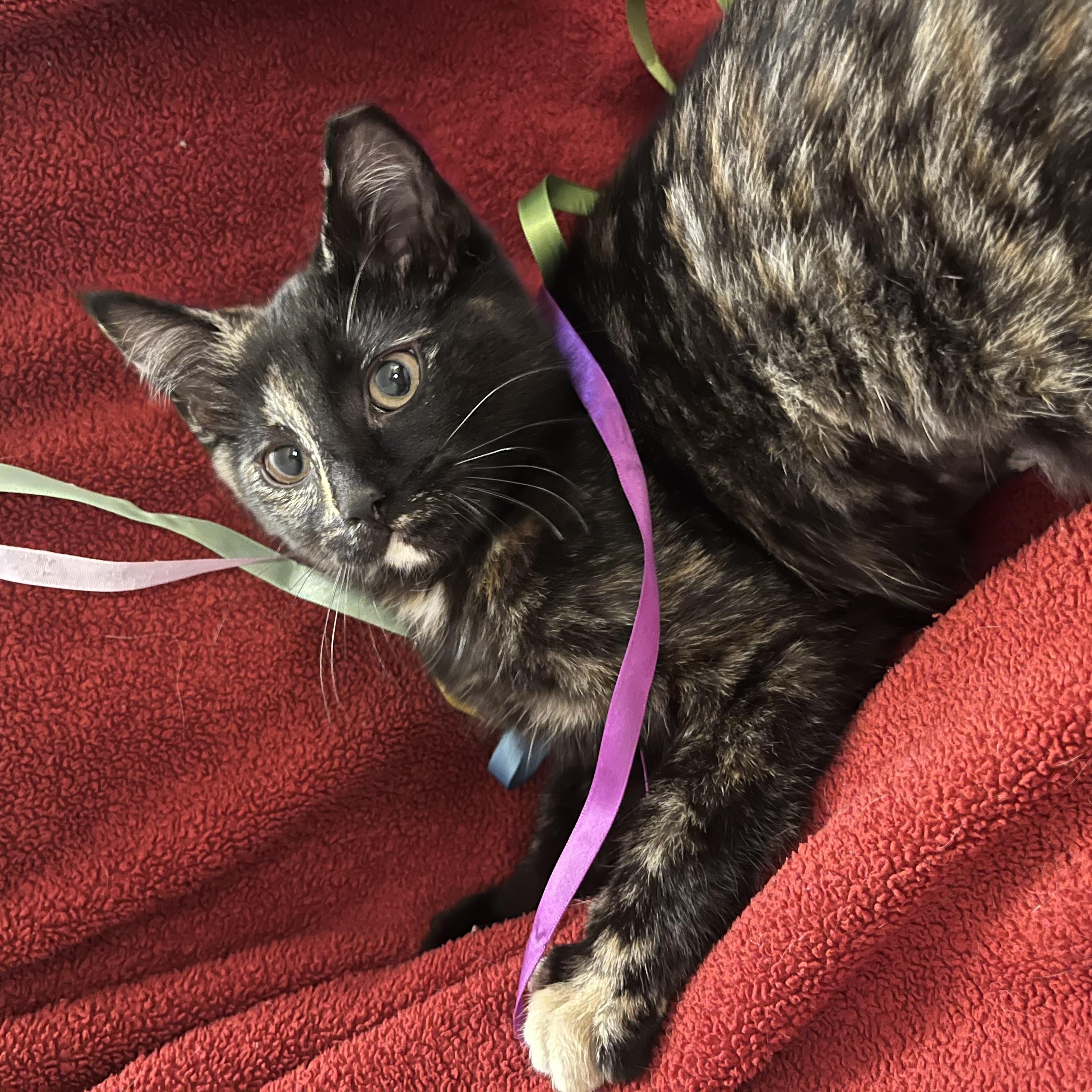 Enlarge Gizmo , an adopted Tortoiseshell in Independence, OH image 5/6