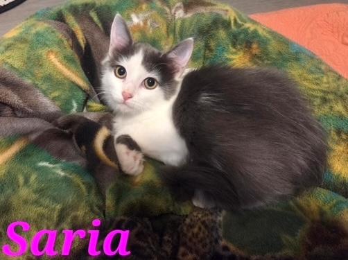 Saria, ADOPTABLE, Young Female Domestic Medium Hair.