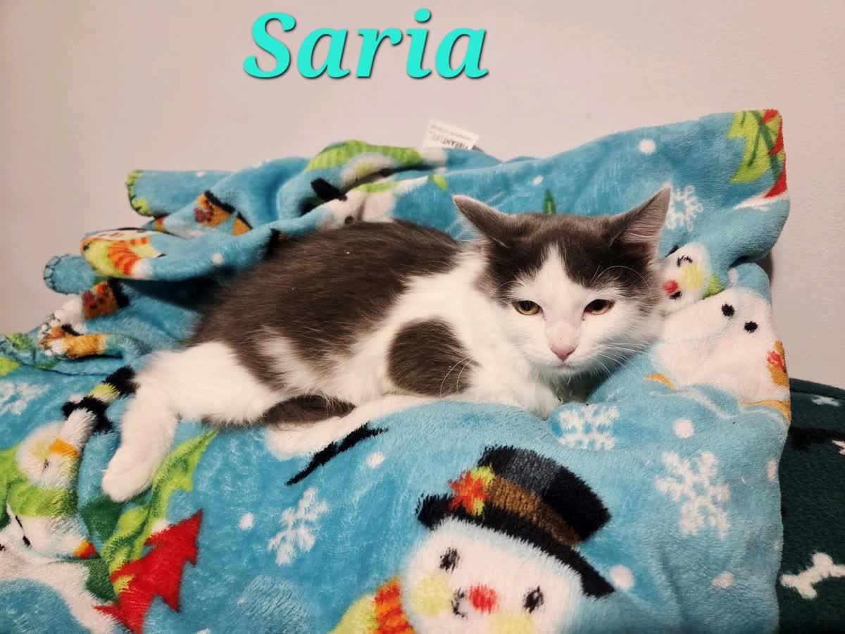 Saria, ADOPTABLE, Kitten Female Domestic Medium Hair.