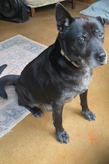 ZIPPY Seven Year old Companion Sweetheart Healthy and Happy and Low Key